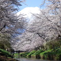 写真: 忍野八海、桜と富士山398