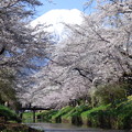 写真: 忍野八海、桜と富士山399