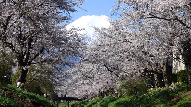 忍野八海、桜と富士山400