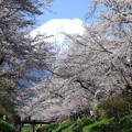 写真: 忍野八海、桜と富士山400