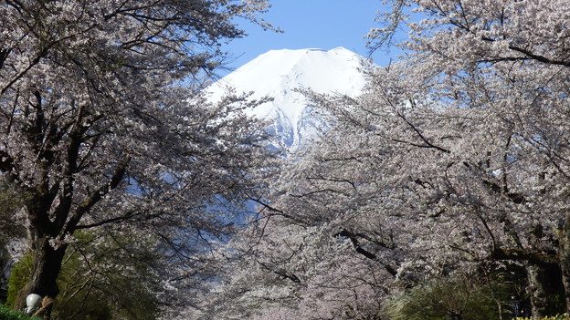 忍野八海、桜と富士山401