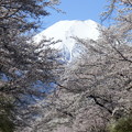 写真: 忍野八海、桜と富士山401