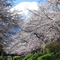 写真: 忍野八海、桜と富士山402