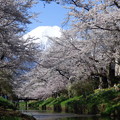 写真: 忍野八海、桜と富士山403