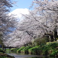 写真: 忍野八海、桜と富士山404