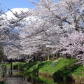 写真: 忍野八海、桜と富士山406