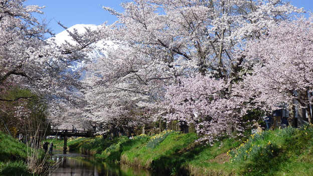 忍野八海、桜と富士山407