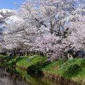 写真: 忍野八海、桜と富士山408
