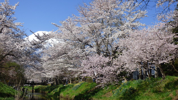 写真: 忍野八海、桜と富士山409