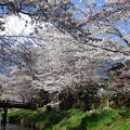 写真: 忍野八海、桜と富士山412