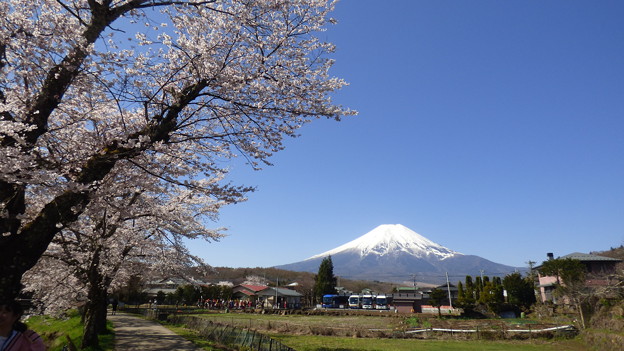 忍野八海、桜と富士山414