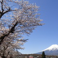写真: 忍野八海、桜と富士山415