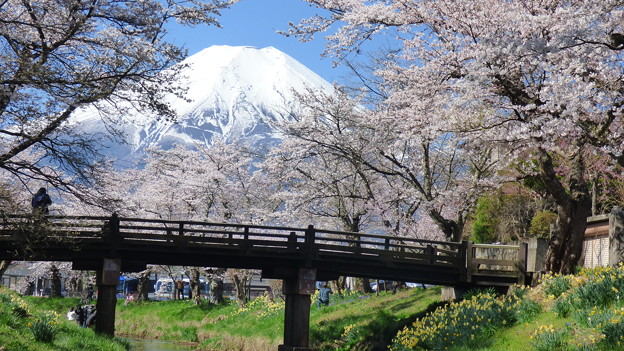 写真: 忍野八海、桜と富士山416