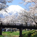 写真: 忍野八海、桜と富士山417