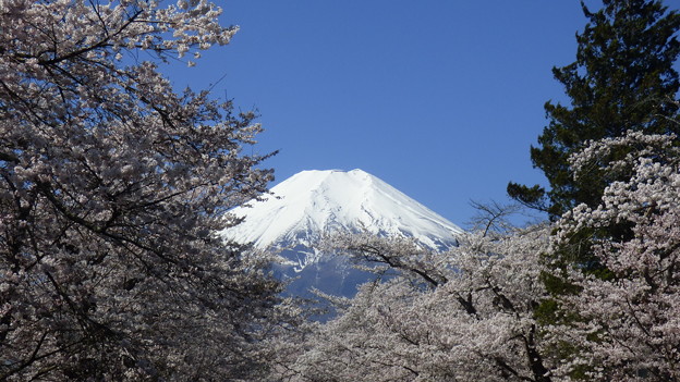 忍野八海、桜と富士山419
