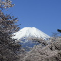 写真: 忍野八海、桜と富士山419