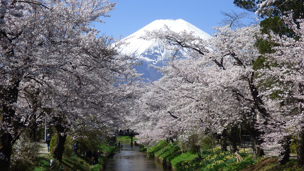 忍野八海、桜と富士山420