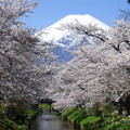 写真: 忍野八海、桜と富士山420