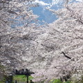 写真: 忍野八海、桜と富士山422