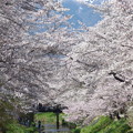 写真: 忍野八海、桜と富士山424