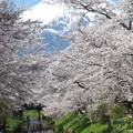 写真: 忍野八海、桜と富士山425