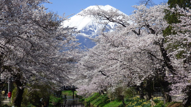 写真: 忍野八海、桜と富士山426