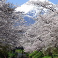 写真: 忍野八海、桜と富士山427