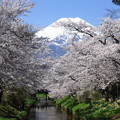 写真: 忍野八海、桜と富士山428