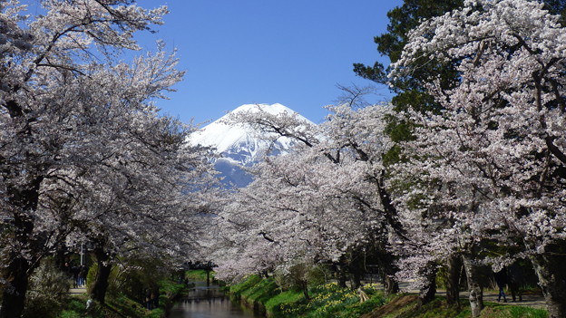 写真: 忍野八海、桜と富士山429