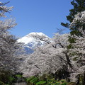 写真: 忍野八海、桜と富士山430