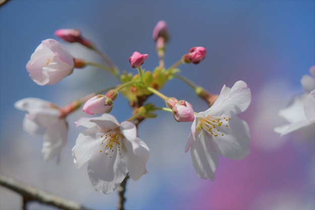 Photos: さくら～♪　咲く時を！