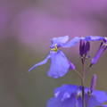 Photos: 野原の花