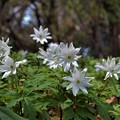 Photos: 白い花が咲いてた～～♪