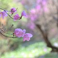 Photos: 春の空気