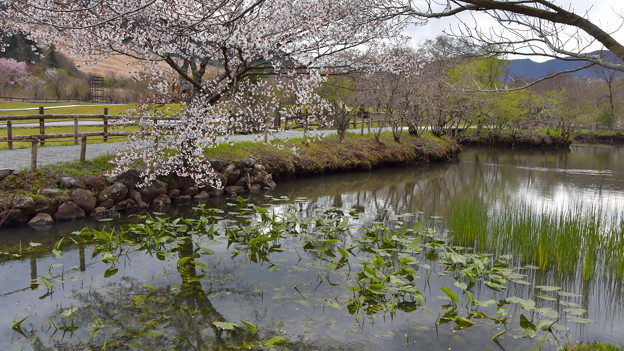 写真: マメザクラ咲く池