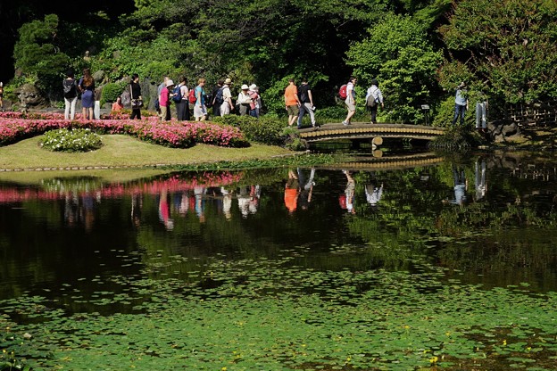 写真: コウホネ咲く池