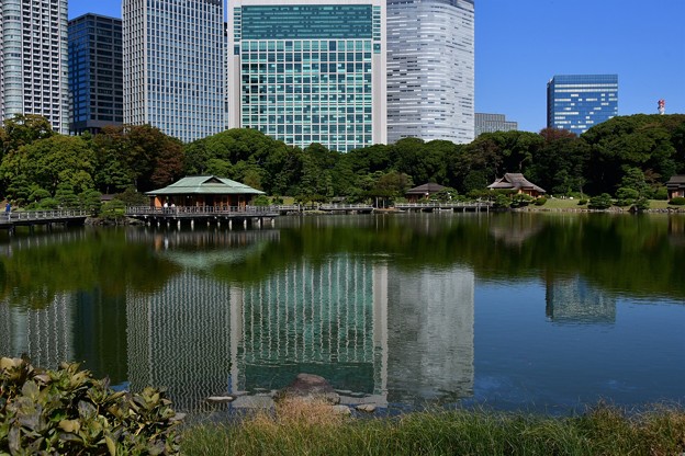Photos: 江戸の池に東京のビル