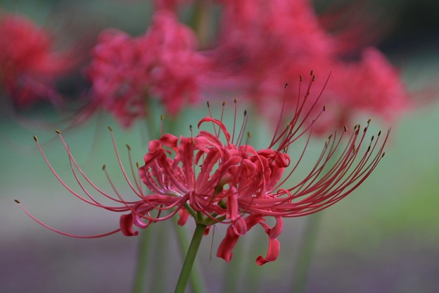 写真: 紅色の花