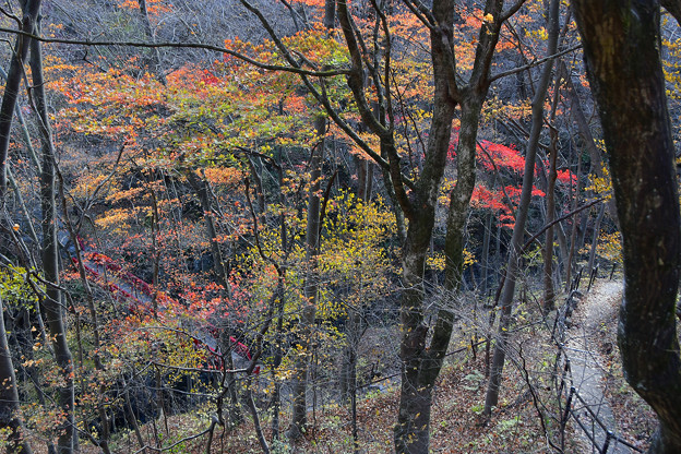 写真: 紅葉する渓谷