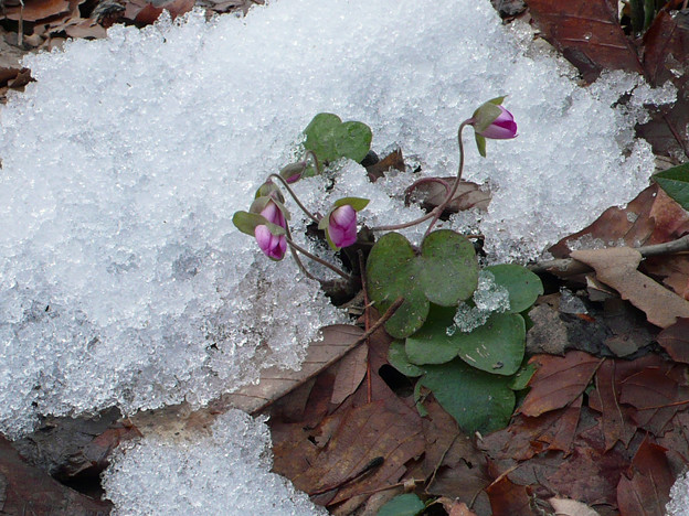写真: 残雪や落ち葉の中から