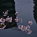 写真: 川辺の桜
