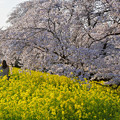 写真: 土手の菜の花と桜は満開