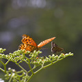 Photos: 遊ぶ・蝶たち
