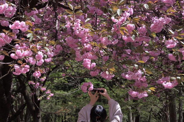 スマホで八重桜を！