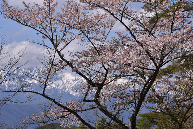 写真: 桜はまだまだ美し！