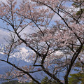 Photos: 桜はまだまだ美し！
