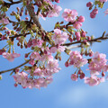 Photos: 早咲きのさくら♪