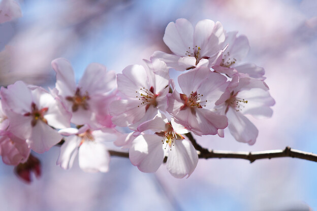 写真: 空は桜模様