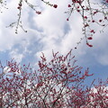 写真: 4月の空は花桃模様