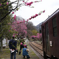 写真: 花桃の咲く駅